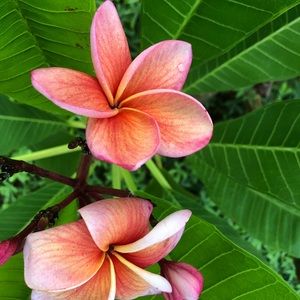 Meet your Posher, Celeste